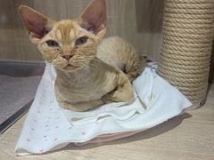 -熊小胖宠物生活馆(天华园店)