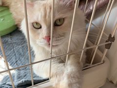 -喜多萌中农锦绣动物医院24H·猫科·牙科MRI·CT