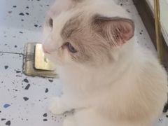 -喵喵咪呀布偶猫咖(春熙路店)