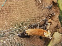 -西霞口神雕山野生动物世界