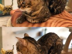-飞行喵MR PILOT|猫舍·猫咖(静安大融城店)