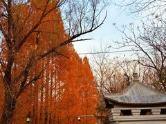 -白水寺森林公园
