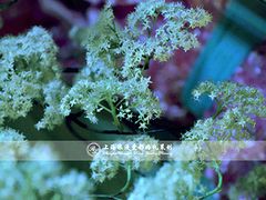 上海浪漫爱都婚礼策划-上海波特曼丽思卡尔顿酒店