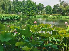 -金银湖国家城市湿地公园