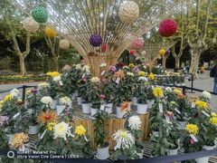 -上海共青森林公园