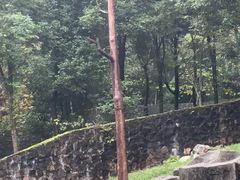 -都江堰中华大熊猫苑