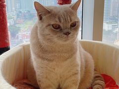 -Catmate·猫肥家润(金润铂宫店)