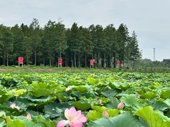 -渌洋湖湿地公园