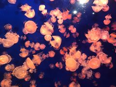 -成都浩海立方海洋公园