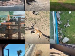 -西霞口神雕山野生动物世界