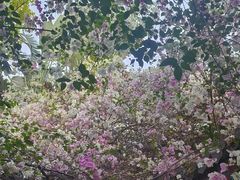 -深圳国际园林花卉博览园