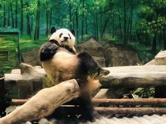-灵玲国际马戏城
