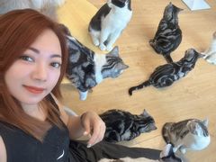 -有喵·猫咖·狗咖·30几只猫10只小狗(岗厦店)