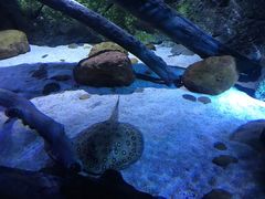 -暹罗海洋世界