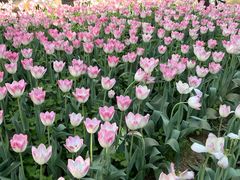-洛阳郁金香牡丹园
