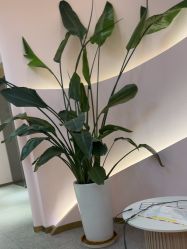 点击看大图 -MUSES专业脱毛比基尼サロン日式连锁