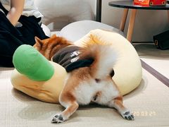 -逗柴咖啡屋·狗咖猫咖宠物桌游