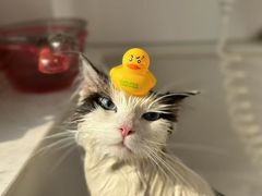 -老吴的猫·猫舍(新区店)