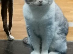 -猫色咖啡·猫咖