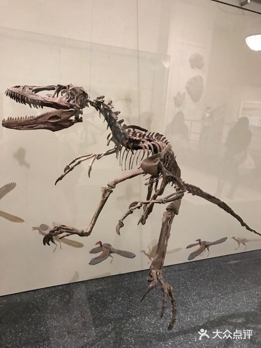 美国自然历史博物馆图片