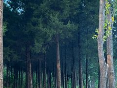 -北京西山国家森林公园