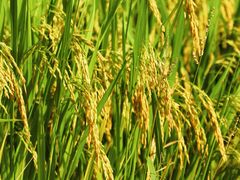 -光明小镇欢乐田园