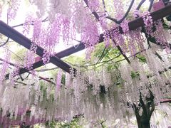 -嘉定紫藤园