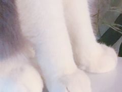 -共舞时光猫咖·狗咖(新街口店)