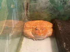 -上海大自然野生昆虫馆(东方明珠·爬宠昆虫探索中心)