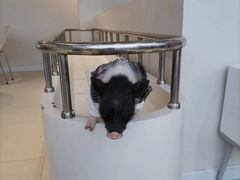 -怪兽屋·羊驼·猫咖·狗咖(俊华广场店)