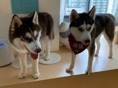 -Husky Go! 哈士奇体验馆·宠物咖啡厅狗咖