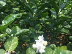 -中华茉莉园