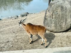 -上海野生动物园