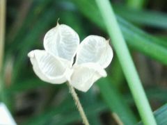 -叶家花园