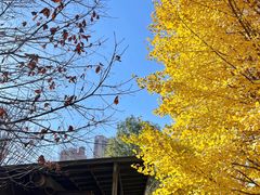 -长白岛森林公园