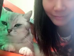 -猫咪博物馆(顶澳仔猫街店)