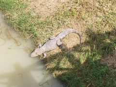 -中国扬子鳄村