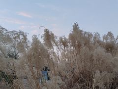 -西安浐灞国家湿地公园