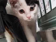 -宠福鑫康馨动物医院·骨科·眼科