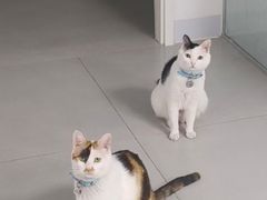 -喜多萌中农锦绣动物医院24H·猫科·牙科MRI·CT