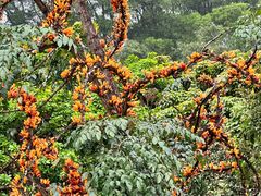 -深圳仙湖植物园