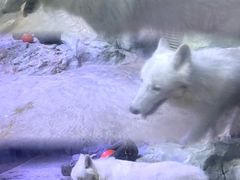 -正佳极地海洋世界