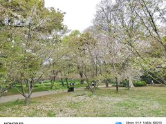 -上海共青森林公园