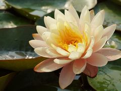 -中国科学院华南植物园
