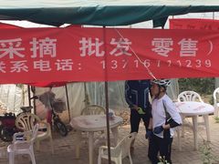 -庞各庄西瓜蔬菜采摘园·锦华瓜园