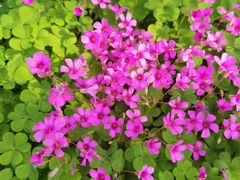 -白塘生态植物园