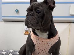 -纳吉亚猫专科动物诊疗中心(蒋宅口分院)