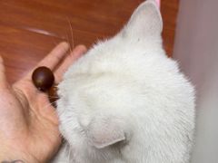 -杨记板栗(天虹总店)