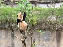 -中国大熊猫保护研究中心雅安碧峰峡基地