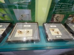 -上海昆虫博物馆
